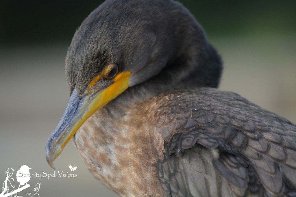 Sleeping Cormorant, Florida Wetlands