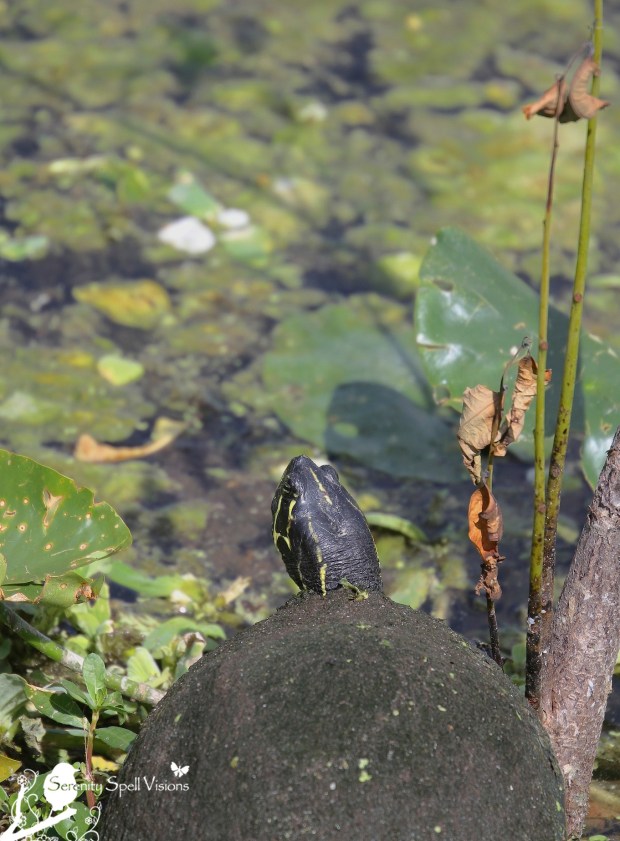 Florida Cooter (Turtle) in the Florida Wetlands
