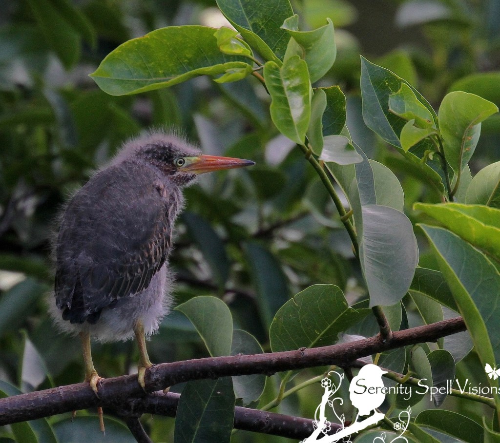 Baby Green Heron in Pond Apple Tree, Florida Wetlands