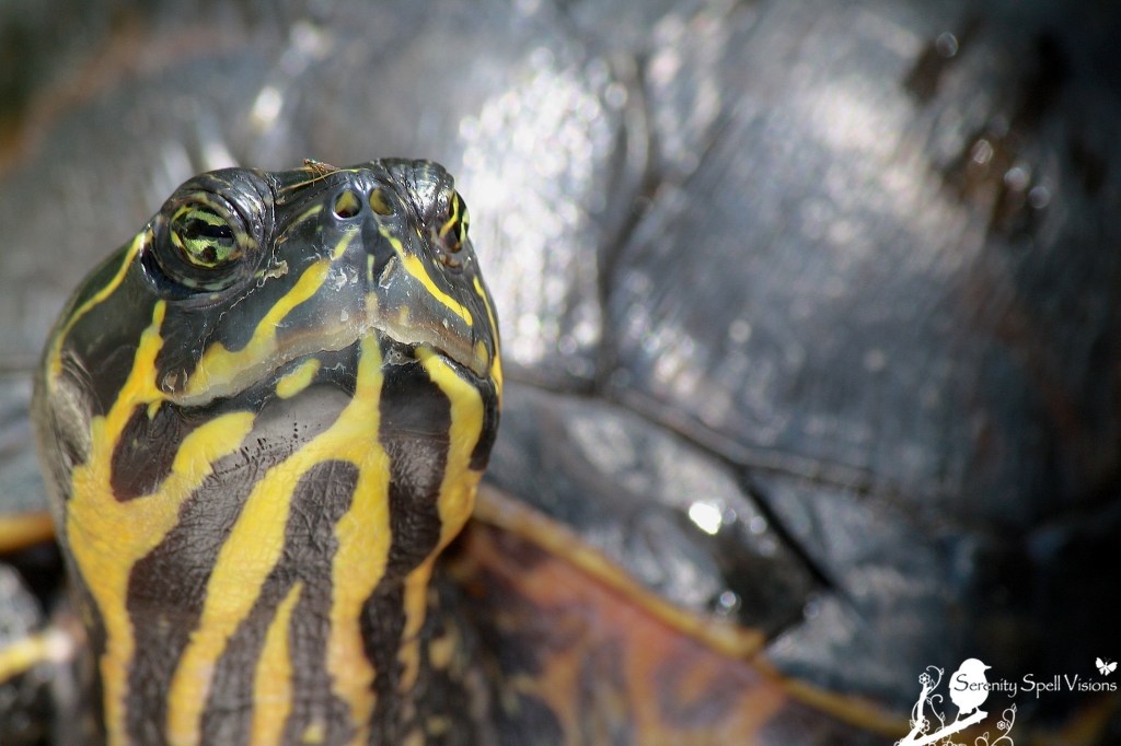 Red-bellied Turtle, Flamingo Gardens, Florida