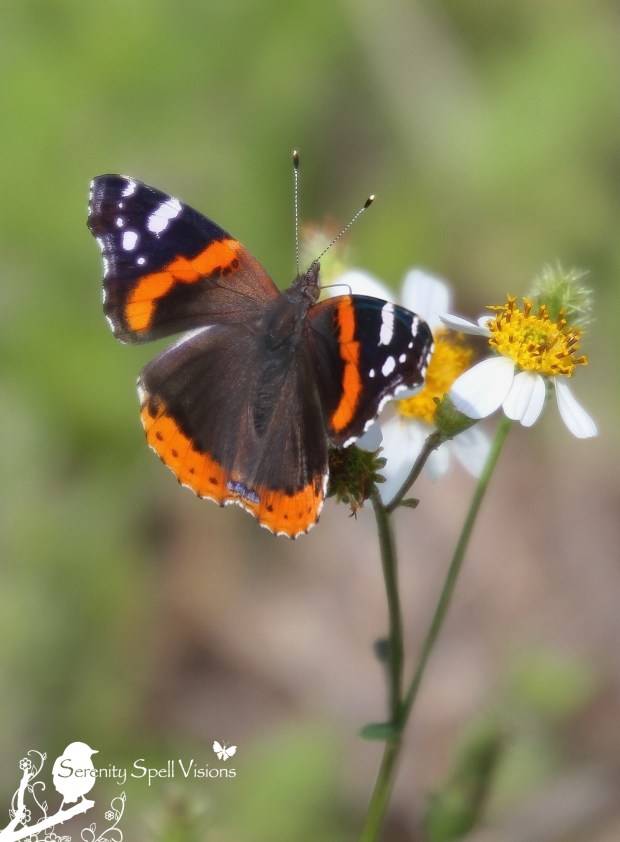 Red Admiral Butterfly (Vanessa atalanta), Florida Everglades