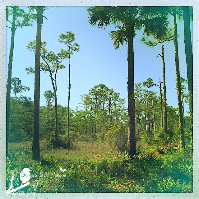 Flatwoods of Cypress Creek Natural Area, Jupiter, Florida