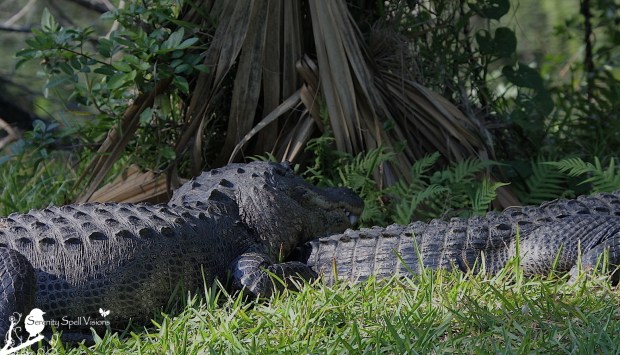 Alligator Pair in the Florida Everglades