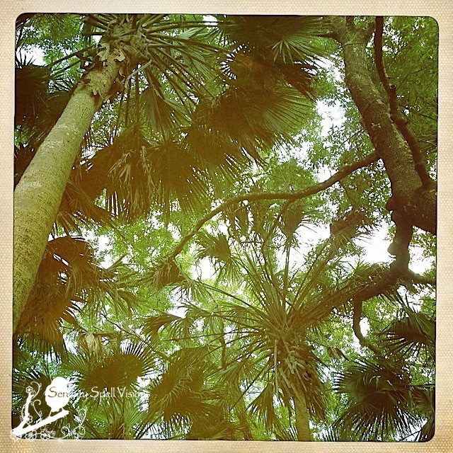 Looking up into the canopy of the hardwood swamp