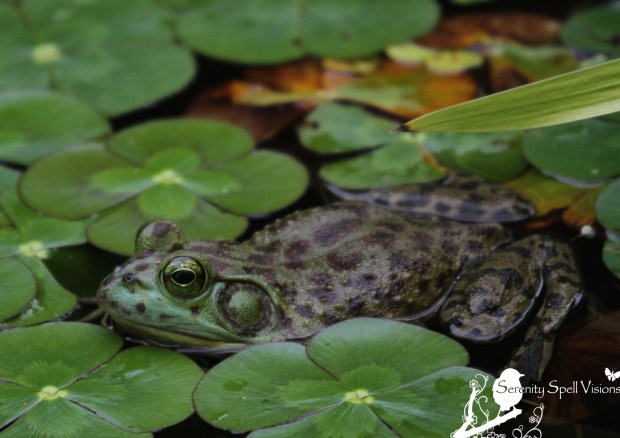 Green Frog Enjoying the Pond, Atlanta Botanical Gardens, Atlanta, Georgia