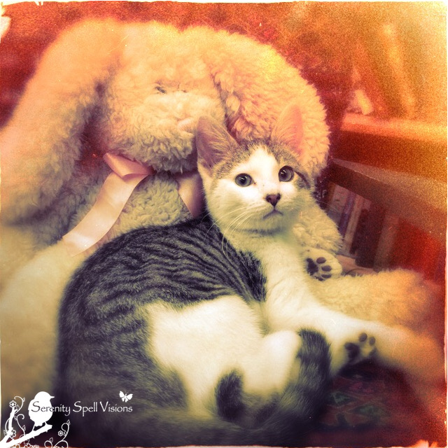 "Samuel Beckett" — Dropped off at our local bookstore, and adopted by the kind folks there