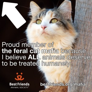 Best Friends Feral Cat Mafia