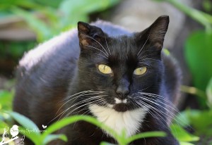 TNR Resident at the Ancient Spanish Monastery, Miami
