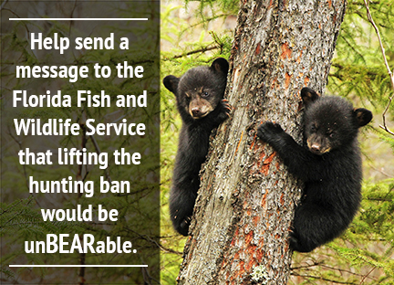 Saving the Florida Black Bear