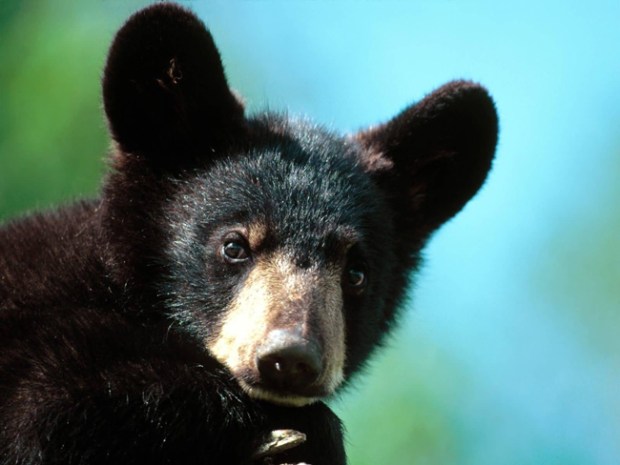 Florida Black Bear